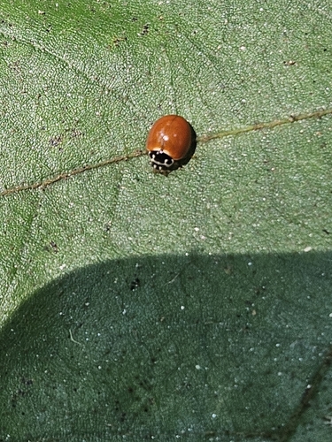 Polished Lady Beetle