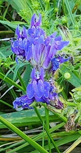 great blue lobelia