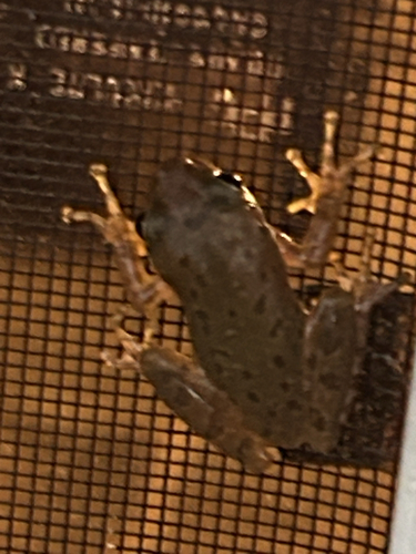 Squirrel Tree Frog