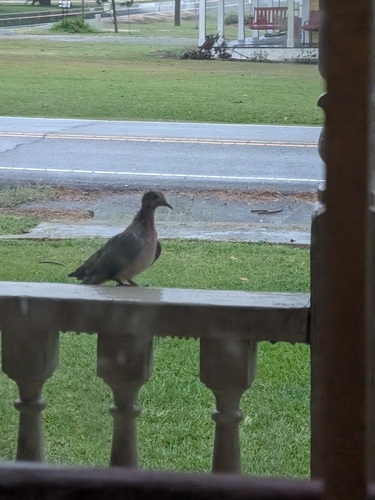 Mourning Dove