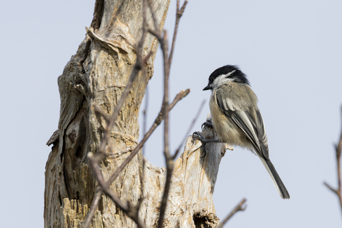 Black-capped Chickadee