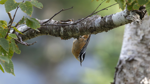Red-breasted Nuthatch