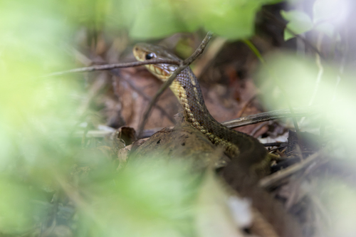 Common Garter Snake