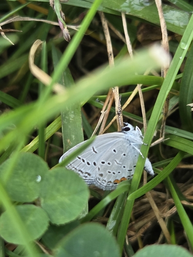 Eastern Tailed-Blue