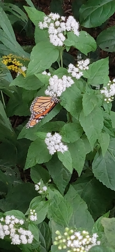 Monarch