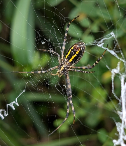 Banded Garden Spider