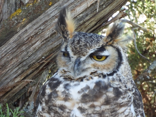 Great Horned Owl