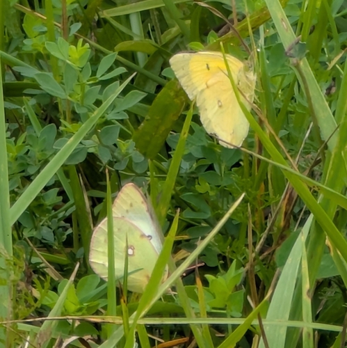 Orange Sulphur