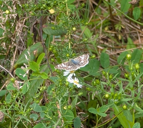 Common Checkered-Skipper