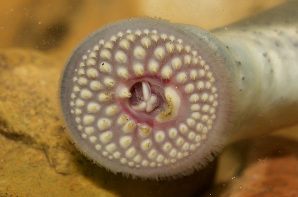 Silver Lamprey from Riverlands Way, West Alton, MO, US on May 15, 2020 ...