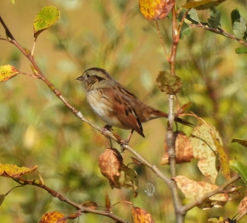 Swamp Sparrow
