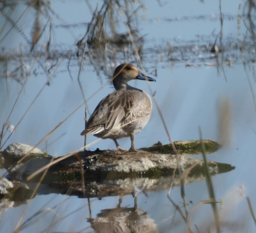 Northern Pintail