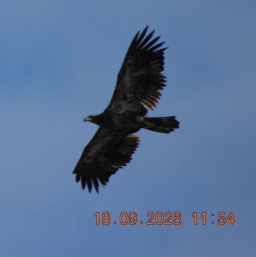 Bald Eagle
