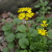 Roundleaf Ragwort - Photo (c) Eric Knight, all rights reserved