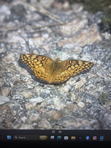 Variegated Fritillary
