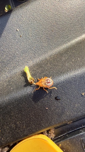 Spined Soldier Bug