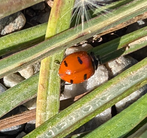 Transverse Lady Beetle