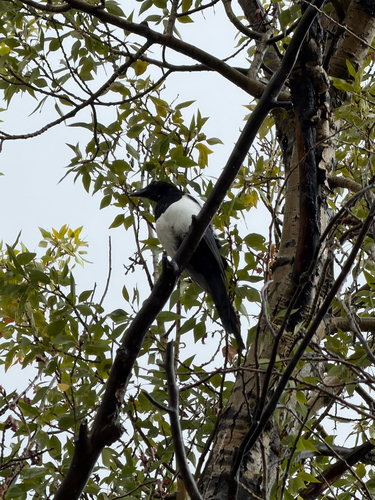 Black-billed Magpie