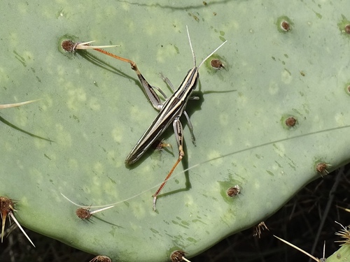 Texas Mermiria
