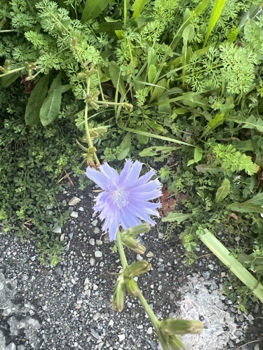 chicory