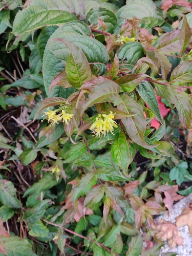 northern bush honeysuckle