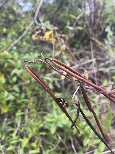 Large Milkweed Bug