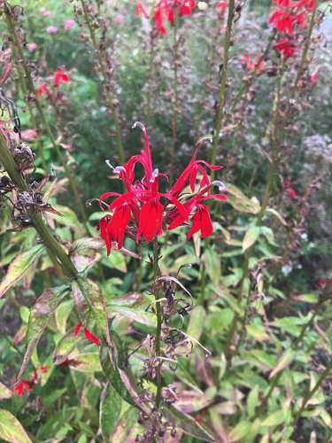 cardinal flower