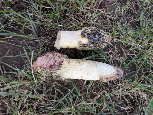 dune stinkhorn