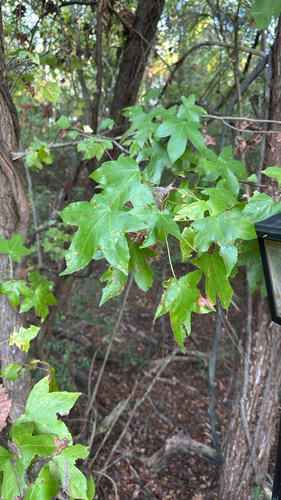 American sweetgum
