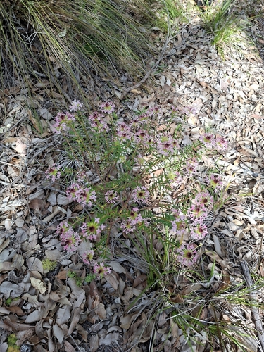rosy rice flower