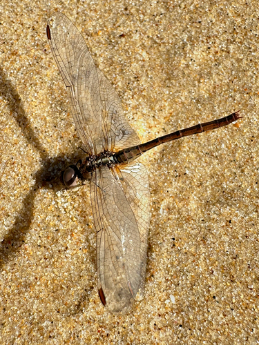Wandering Percher