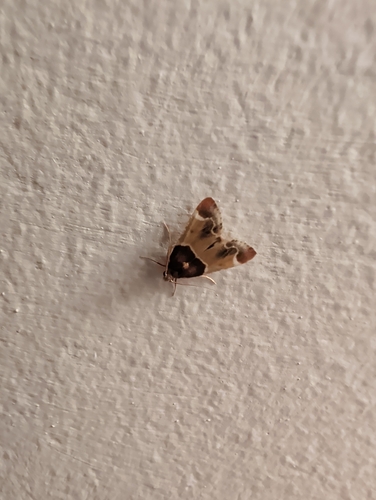 Meal moth