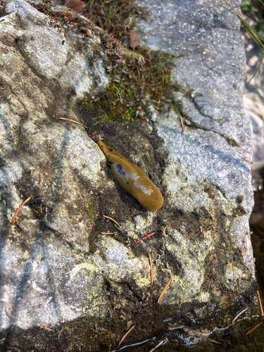 Button's Banana Slug