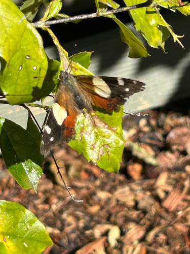 Yellow Admiral