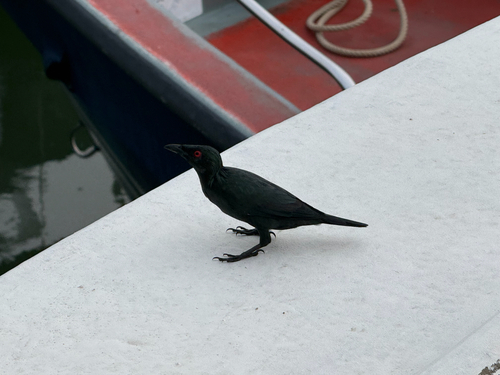 Asian Glossy Starling