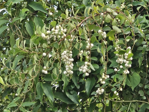 snowberrytree