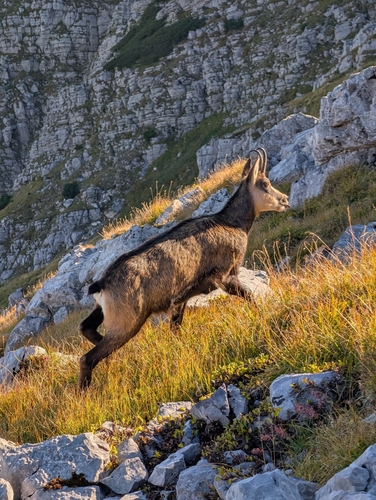 Tatra Chamois