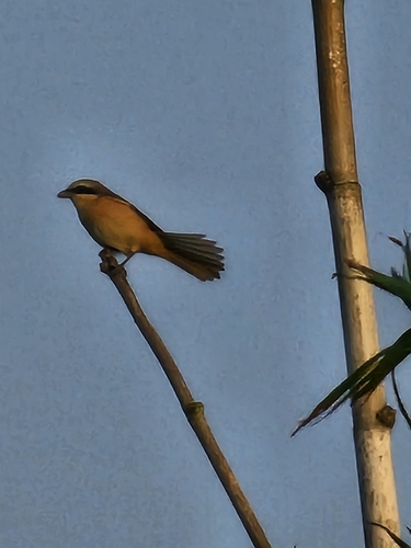 Brown Shrike