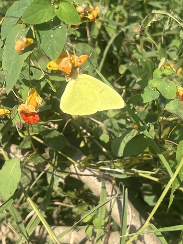 Cloudless Sulphur
