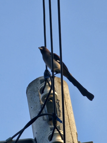 Taiwan Gray Treepie