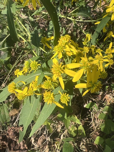 Wingstem