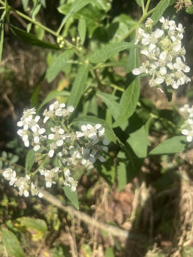 frostweed