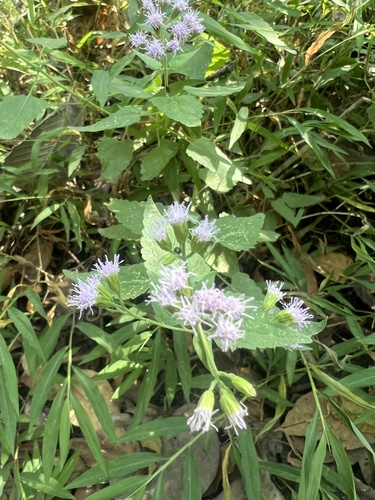 Pink thoroughwort