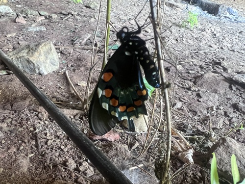 Pipevine Swallowtail