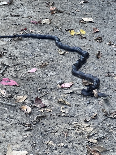 Central Ratsnake