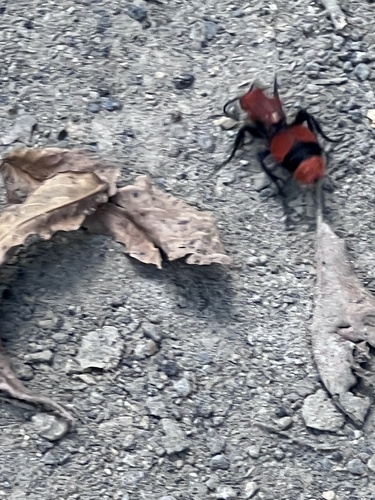 Common Eastern Velvet Ant