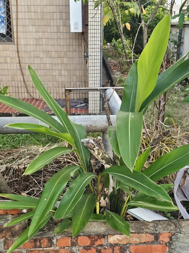 Shell ginger