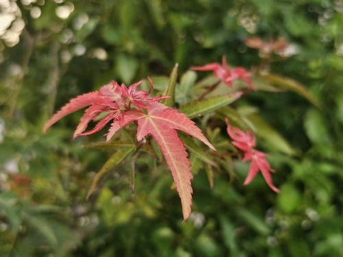 Green Maple