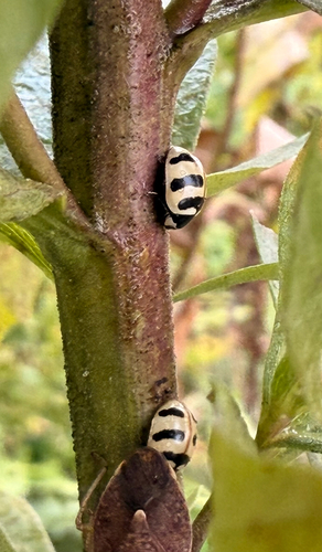 Three-banded Lady Beetle