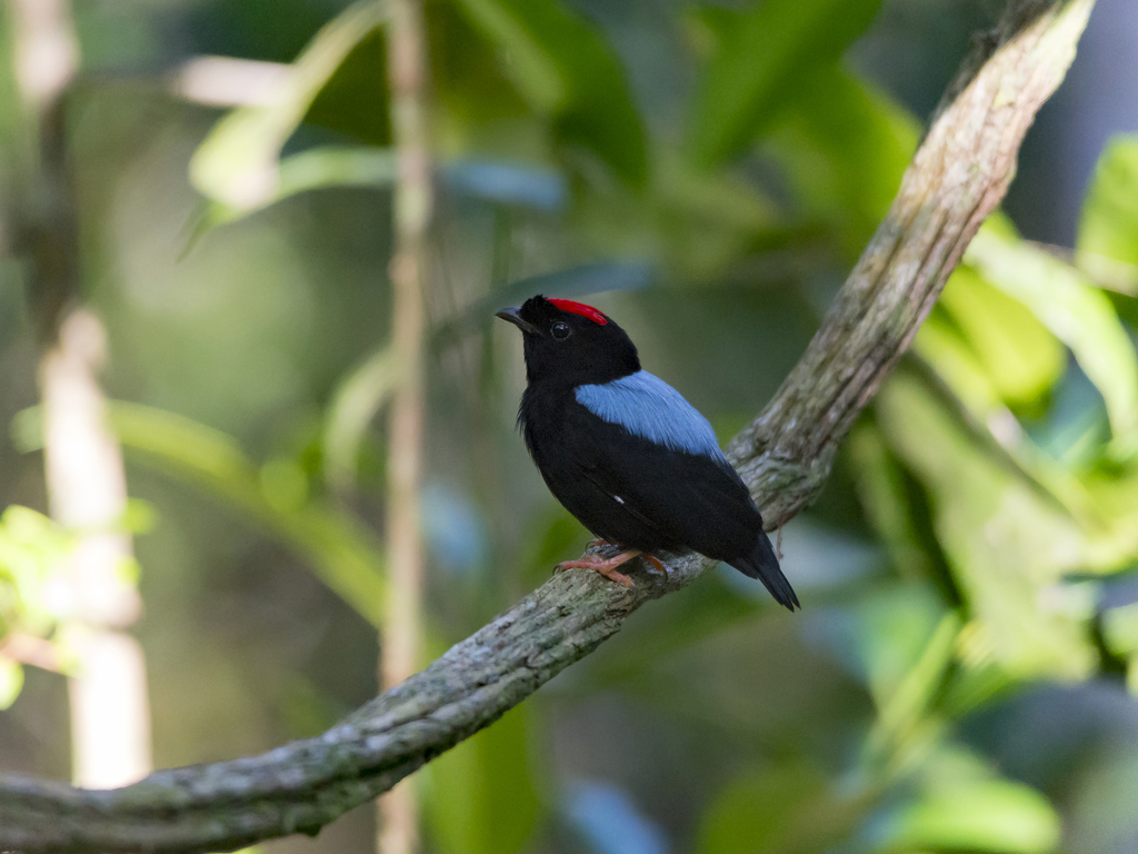 Blue-backed Manakin (Chiroxiphia pareola) photo